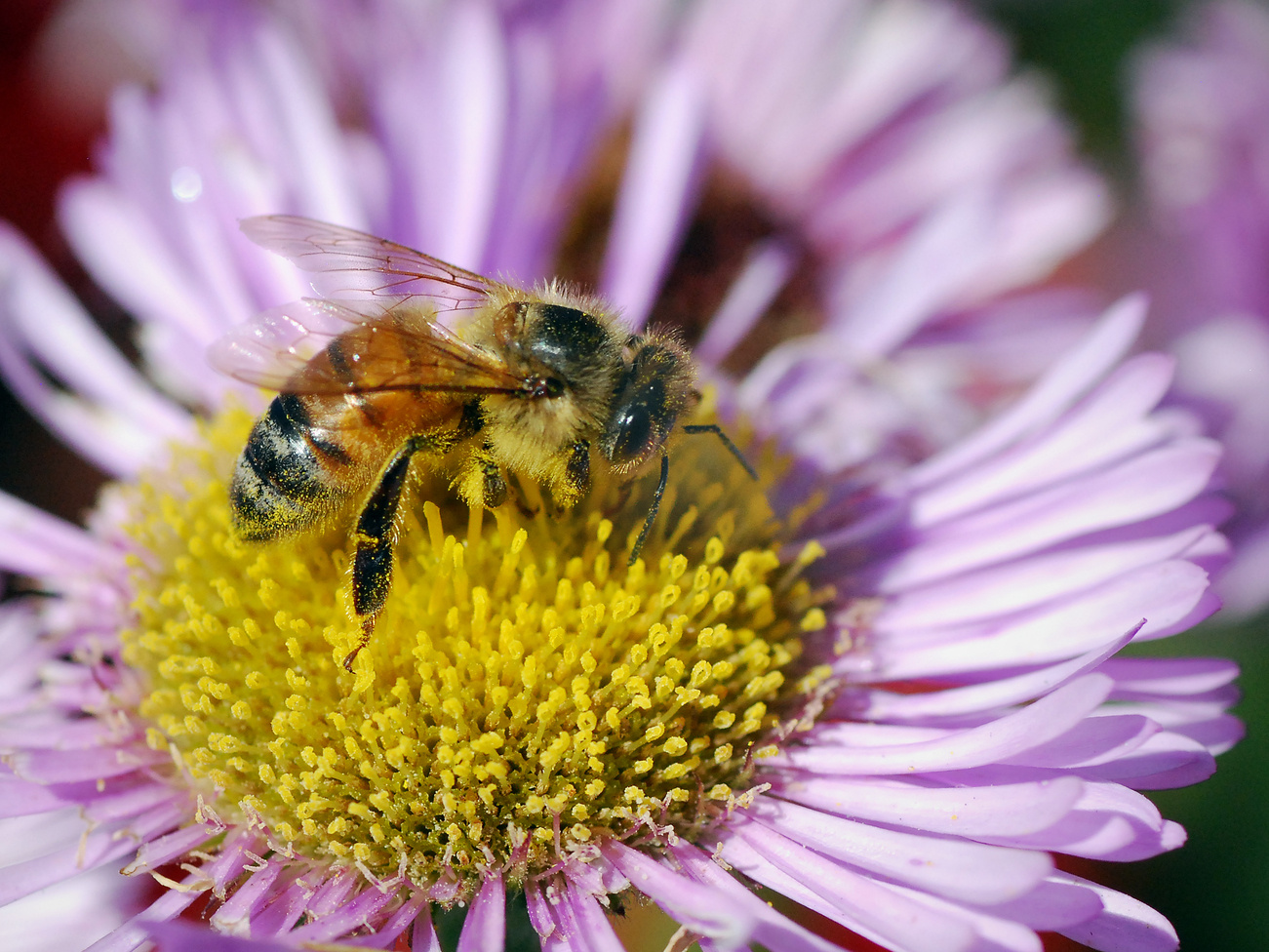 An alternative TCA cycle in diverse bacteria